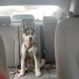 Siberian Husky Puppies from Milly's Showline Pets
