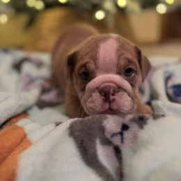 Daisy - Fawn female Bulldog puppy in Topeka, Kansas from Midwest Monster Made Bulldogs