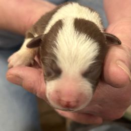 Freya - White and red female Border Collie puppy in North Lakeport, California from Wild Rose Ranch