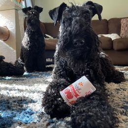 Kerry Blue Terriers from Marble Mountain Kerry Blue Terriers