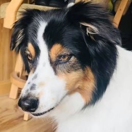 Miniature American Shepherd All Grown Up from High Country Miniature American Shepherds