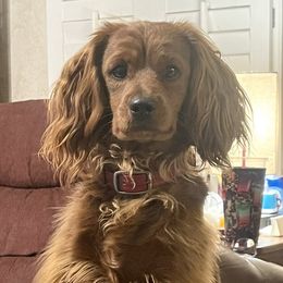Utah - Cavapoo