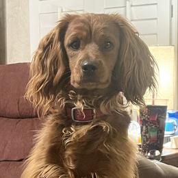Utah - Cavapoo