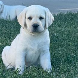 Green - Yellow male Labrador Retriever puppy in Medford, Oregon from Valley View English Labs