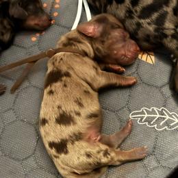 Kringle - Dapple male Dachshund puppy in Murrieta, California from Dash of Love