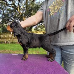Boy 2 - Black and tan male Gordon Setter puppy in Milton, Florida from Katherine's Golden Retrievers, Gordon Setters, and English Setters