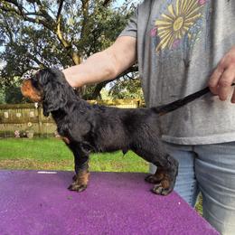 Boy 2 - Black and tan male Gordon Setter puppy in Milton, Florida from Katherine's Golden Retrievers, Gordon Setters, and English Setters