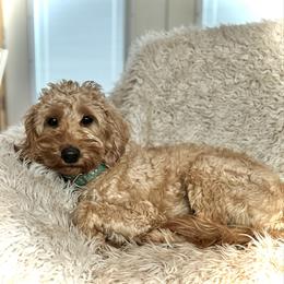 Faye - Goldendoodle