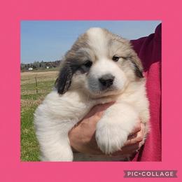AILISH- hot pink collar - White and badger female Great Pyrenees puppy in Mikado, Michigan from Brittain Family Farm