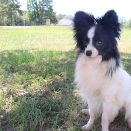 Fernando - Papillon