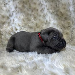 Red collar - Gray male Cane Corso puppy in Fairfield, California from Royal Class Kennels