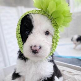 Fortune - Black and white female Sheepadoodle puppy in Rocky Point, North Carolina from CelticDoods