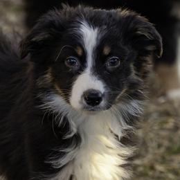 Jasper brown eyes - Black tri male Miniature American Shepherd puppy in Franklinville, North Carolina from Fine Hill Miniature Americans