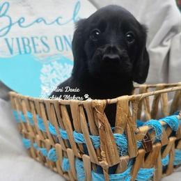 Batman - Black male Dachshund puppy in Leesburg, Florida from Mini Doxie Mischief Makers