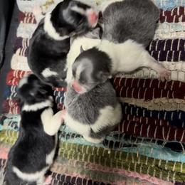 Pomeranian puppies from Sunshines Pomeranians & Cavapoos