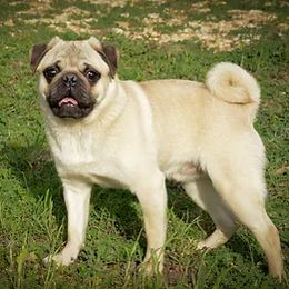 Pugs from Pawsitively Pugs