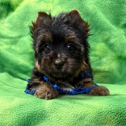 Tawnee's Trace Male dark Traditional - Black and tan male Yorkshire Terrier puppy in Lexington, North Carolina from Silver Valley Yorkies