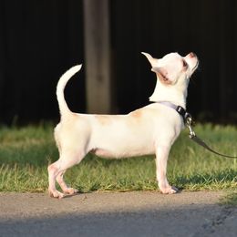 Trinket - Chihuahua