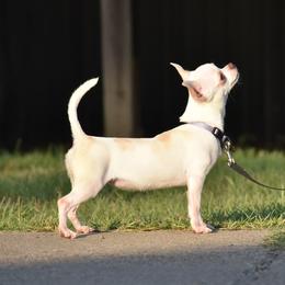 Trinket - Chihuahua