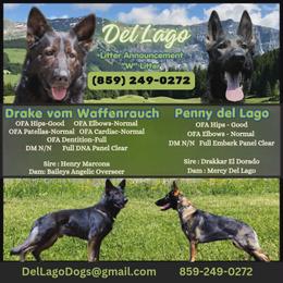 German Shepherd puppies from Del Lago Canine
