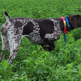 German Shorthaired Pointer All Grown Up from Shining Star GSP's