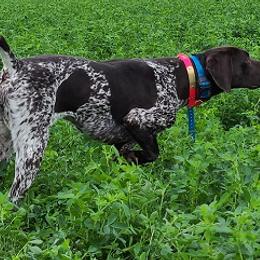 German Shorthaired Pointer All Grown Up from Shining Star GSP's