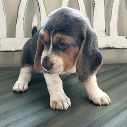 Beagle Puppies from Lazy G Kennels