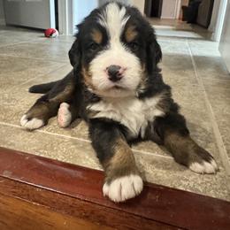 Bernese Mountain Dog Puppies from Julia Bonds