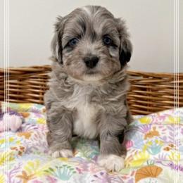 Boy 1 Aussie Doodle - Blue merle male Miniature Australian Shepherd puppy in Pensacola, Florida from TNT MINI AUSSIES