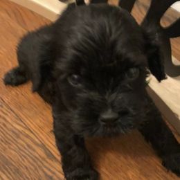 Girl 1 - Black and white Cavapoo puppy in Big Spring, Texas from Wee-1 Cavapoos