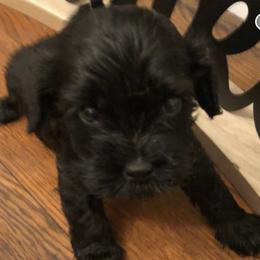 Girl 1 - Black and white Cavapoo puppy in Big Spring, Texas from Wee-1 Cavapoos