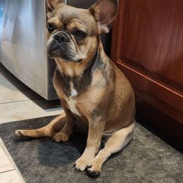 Mya - French Bulldog