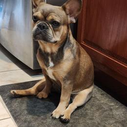 Mya - French Bulldog