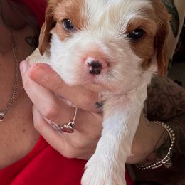 Cavalier King Charles Spaniel Puppies from Blue Ridge Cavaliers