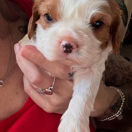 Cavalier King Charles Spaniel Puppies from Blue Ridge Cavaliers
