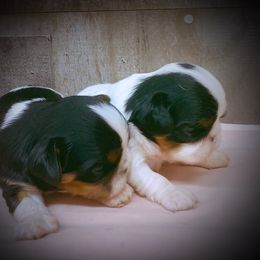 English Toy Spaniel Puppies from Skyline