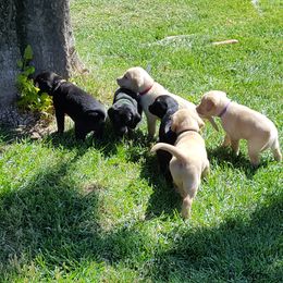 Labrador Retriever Puppies from Centerfield Retrievers