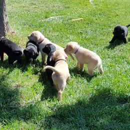 Labrador Retriever Puppies from Centerfield Retrievers