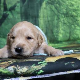 Birch light blue collar - Dark golden male Golden Retriever puppy in Great Falls, Montana from VS Golden Fields