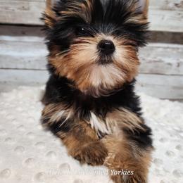 Yorkshire Terrier Puppies from Hetzel’s Enchanted Yorkies (Michigan)