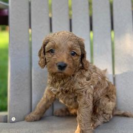 Pink Collar Girl - Caramel red female Australian Labradoodle puppy in Hagerstown, Maryland from Westfields Labradoodles