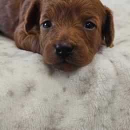 Anna - Red female Cavapoo puppy in Glendale, Arizona from Cool Cavapoos