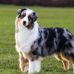 Tam - Australian Shepherd