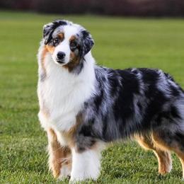 Tam - Australian Shepherd