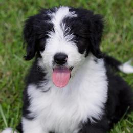 Dunkin - Black and white male Aussiedoodle puppy in Churchville, New York from Bluebird Family Farm