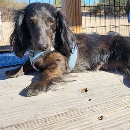 Takeshi - Dachshund
