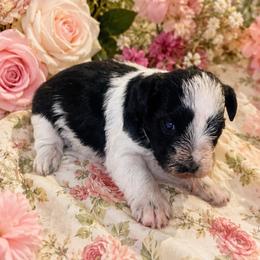 Boy 3 - Parti male Miniature Schnauzer puppy in Lufkin, Texas from Fergie’s Miniature Schnauzers