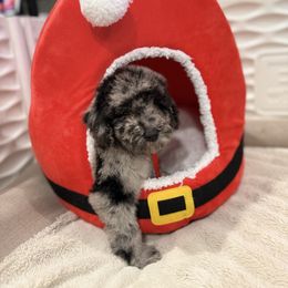 Mabel Earlene Simmons - Merle female Goldendoodle puppy in Houston, Texas from Were The Mack'Doodles