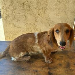Nugget - Piebald male Dachshund puppy in Bakersfield, California from Rosey Dachshund