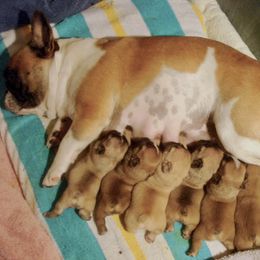 French Bulldog Puppies from Sapphire Skies French Bulldogs